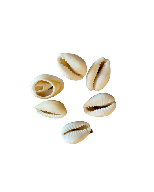 Cowrie Shell